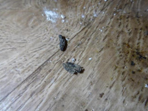 Inspektoři tepali sokolovského majitele zmrzlinového stánku. Byl plný myšího trusu