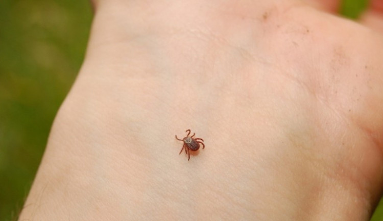 Případů nemocí přenášených klíštětem je letos více než loni. Víte, jak ho správně odstranit?