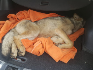 Vážně zraněný vlk sražený autem zůstává v péči záchranné stanice, nemůže se postavit na nohy