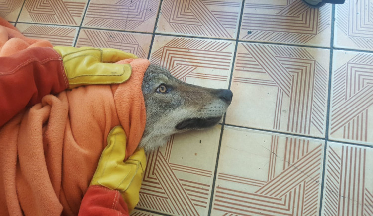 Vážně zraněný vlk sražený autem zůstává v péči záchranné stanice, nemůže se postavit na nohy