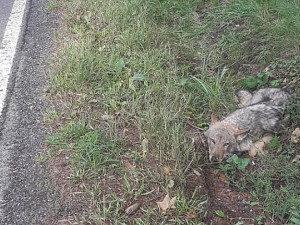 Vlk nalezený na Karlovarsku má rozsáhlejší zranění, zůstává na klinice v Praze