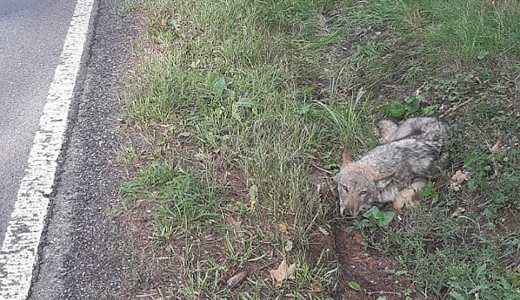 Vlk nalezený na Karlovarsku má rozsáhlejší zranění, zůstává na klinice v Praze.