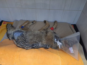 Zraněný vlk z Krušnohoří je na tom lépe, lidé přispívají statisíce korun