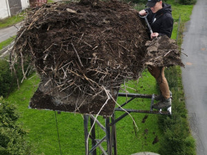 Čápi odletěli do teplých krajin, ve výškách začíná sezóna náročné údržby a čištění jejich opuštěných hnízd.