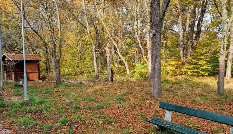 Jírovce v lázeňských lesích nahradí třešňový sad. Původní stromy jsou napadené.
