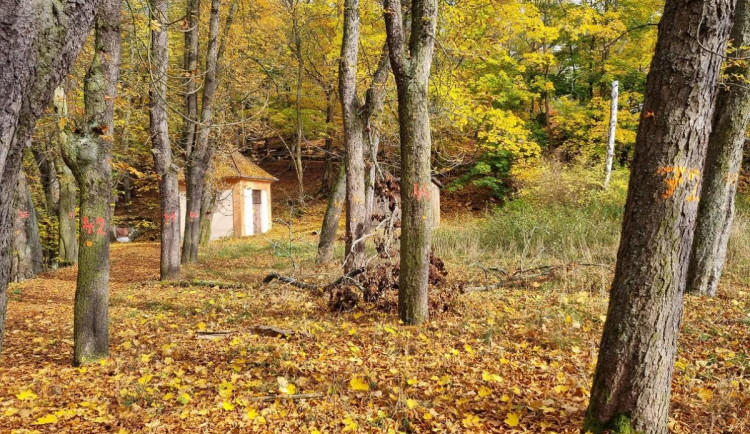 V lázeňských lesích hnijí jírovce. Pokácíme je a vysadíme třešně, hlásí lesníci