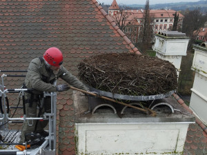 Experti upravovali čapí hnízdo na budově galerie knihovny uprostřed nádherného parku