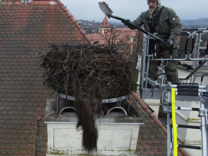 Experti upravovali čapí hnízdo na budově galerie knihovny uprostřed nádherného parku