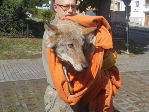 Vážně zraněný vlk, kterého v září srazilo auto se dočká nového výběhu. Buduje ho záchranná stanice
