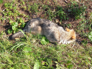V takovém stavu byl těžce zraněný vlk nalezen po nehodě