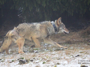 Vlka, který se zranil v Krušných horách, ochranáři vypustili zpět do přírody