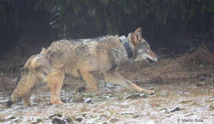 Vlka, který se zranil v Krušných horách, ochranáři vypustili zpět do přírody