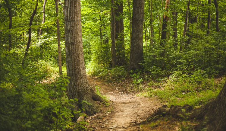 Lesy města Chebu se po kalamitách vrátily k běžnému hospodaření