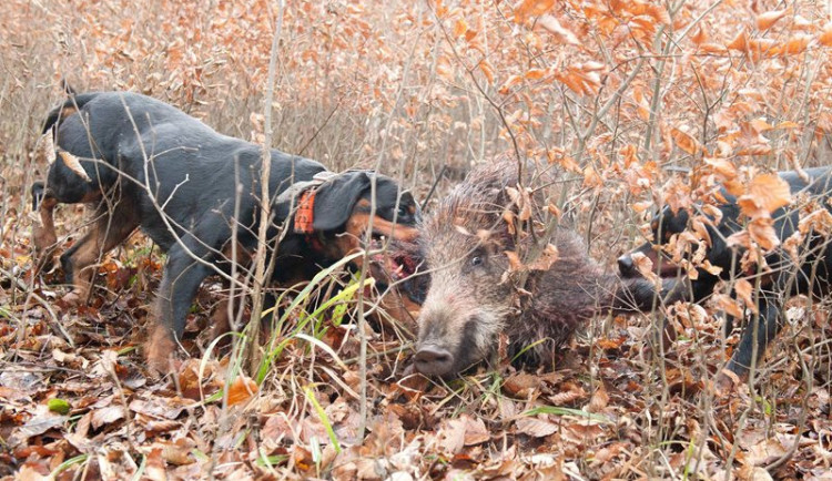 Tři lovečtí psi se nakazili smrtelnou Aujeszkyho chorobou, dva při naháňce a jeden při procházce