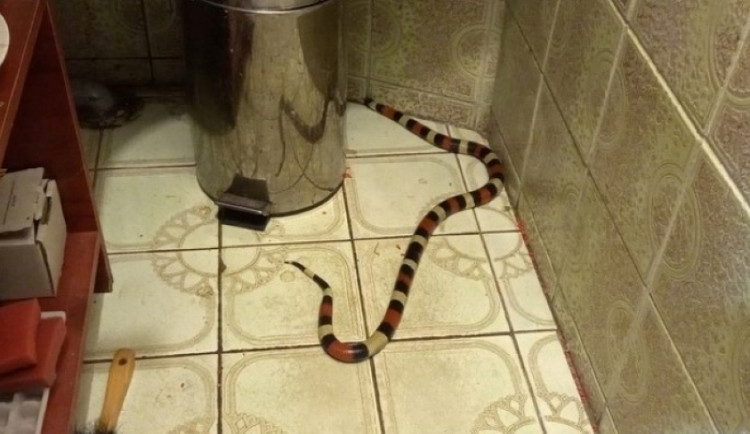 Strážníci městské policie odchytávali v obchodě hada, po ulici zase běhala koza