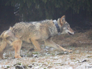 Vlk, který se zranil v Krušných horách, běhá po lesích. U vesnic se nezdržuje