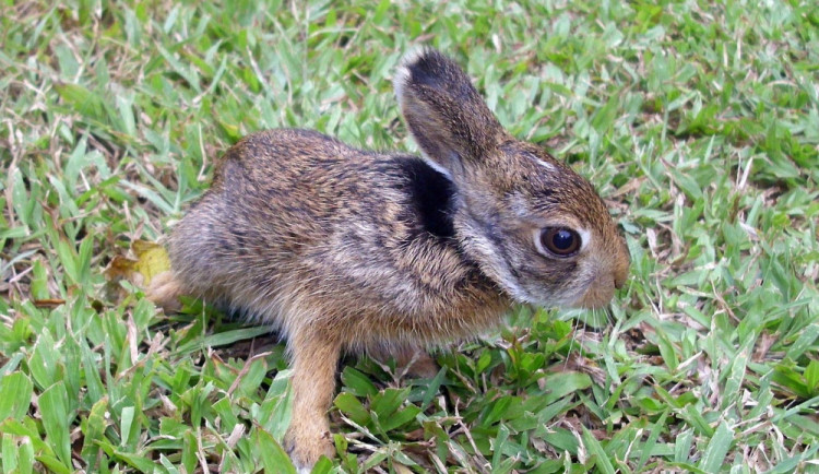 Lidská pomoc může mláďatům často uškodit. Kontaktujte nejdřív odborníky, radí záchranné stanice