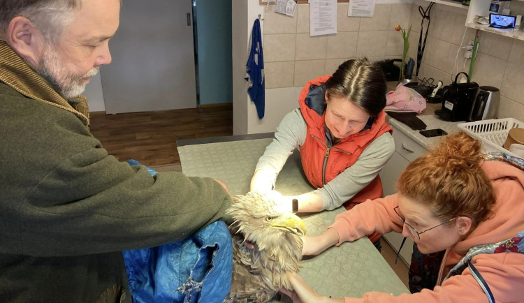 Na stanici v Makově mají neobvyklého pacienta. Léčí zraněného samce orla mořského, který přišel o křídlo