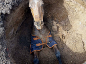 Smutný zásah hasičů. Koně se hasičům podařilo po několika hodinách vyprostit až mrtvého