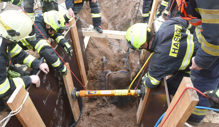Smutný zásah hasičů. Koně se hasičům podařilo po několika hodinách vyprostit až mrtvého