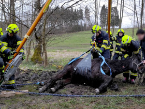 Hasiči znovu bojovali o život koně, který uvízl ve špatně přístupném terénu. I tentokrát zvíře nepřežilo