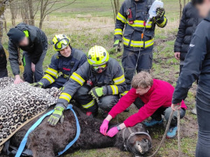Hasiči znovu bojovali o život koně, který uvízl ve špatně přístupném terénu. I tentokrát zvíře nepřežilo