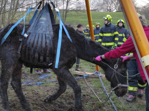 Hasiči znovu bojovali o život koně, který uvízl ve špatně přístupném terénu. I tentokrát zvíře nepřežilo