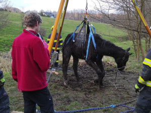 Hasiči znovu bojovali o život koně, který uvízl ve špatně přístupném terénu. I tentokrát zvíře nepřežilo