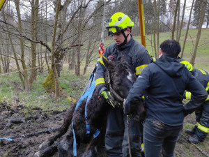 Hasiči znovu bojovali o život koně, který uvízl ve špatně přístupném terénu. I tentokrát zvíře nepřežilo