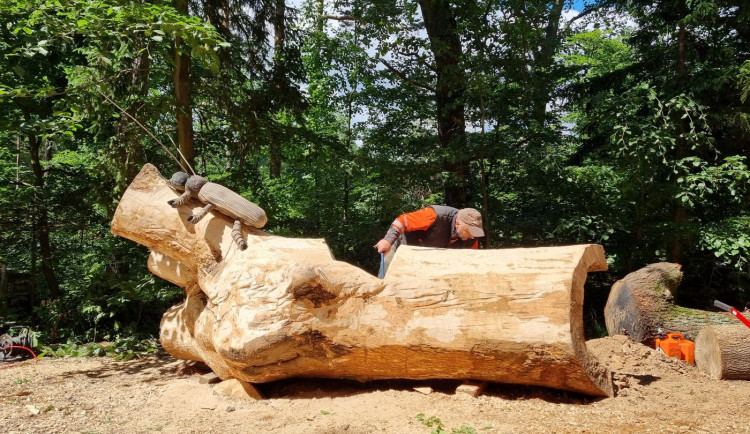 Obří dubové kmeny si vezmou do parády řezbáři a vytvoří další díla pro pobavení návštěvníků lázeňských lesů