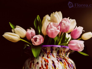 Soutěž o poukázku v hodnotě 500 korun na nákup květin na eshopu Florea.cz. Vyberte si ke Dni matek z pestré nabídky čerstvých květin