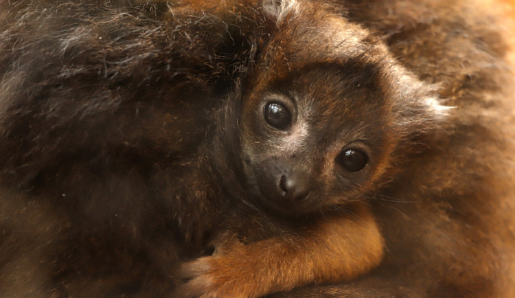 Po sedmi letech čekání se na západě Čech radují z mláděte ohroženého lemura rudobřichého