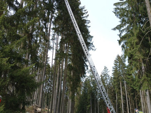 Hnízdo bylo ve výšce 35 metrů. Při jeho prohlídce proto asistovali hasiči s výsuvným žebříkem. Foto: Pavla Tájková