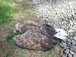 Na Toužimsku někdo zabil samici orla mořského i mládě. Případ vyšetřuje policie