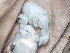 Hasiči zachraňovali z komína v Teplé dvě osiřelá čapí mláďata, bez pomoci by uhynula