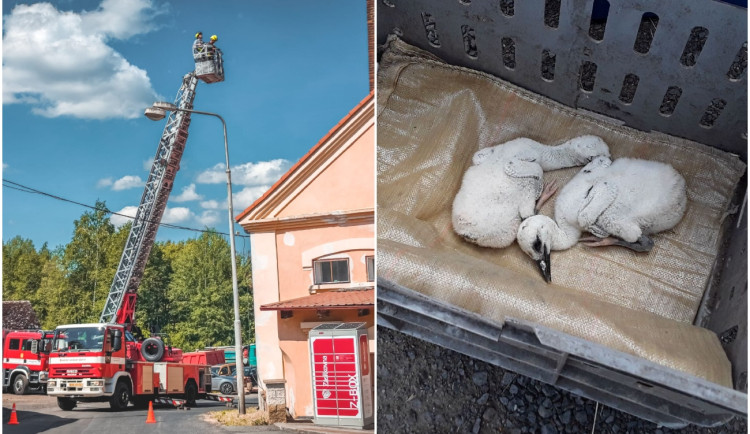 Hasiči zachraňovali z komína v Teplé dvě osiřelá čapí mláďata, bez pomoci by uhynula