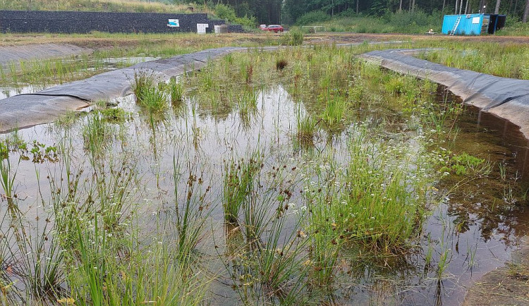 Wetland v Hájku na Karlovarsku