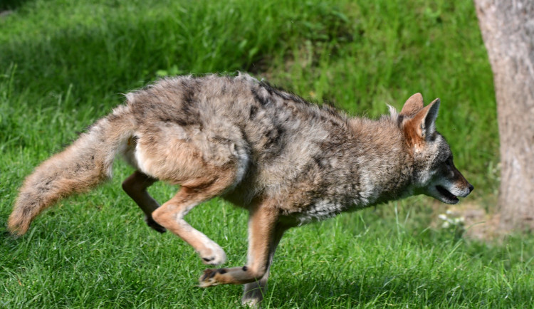 Olomoucká zoo nově chová severoamerickou šelmu. Jako jediná v republice