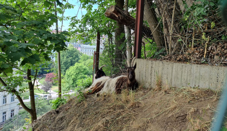 Kozy walliserské spásají vegetaci na strmých svazích pod venkovním bazénem hotelu Thermal