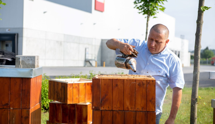 Pomáháme hezky česky: PENNY pro včely