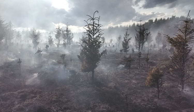Požár zničil téměř čtyři hektary lesa