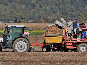 Karlovarští zemědělci finišují se sklizní a počítají výnosy