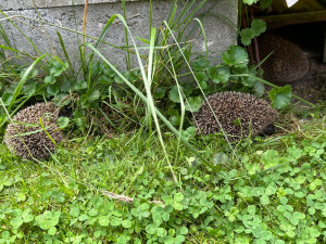 Ježkům se u nás na zahradě líbí a nám se líbí jejich společnost
