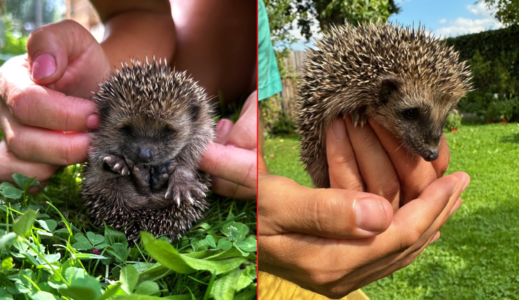 Ježkům se u nás na zahradě líbí a nám se líbí jejich společnost