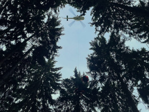 VIDEO: Paraglidista zůstal viset v koruně stromu. Zachránil ho hasič, který k němu slanil z vrtulníku policie