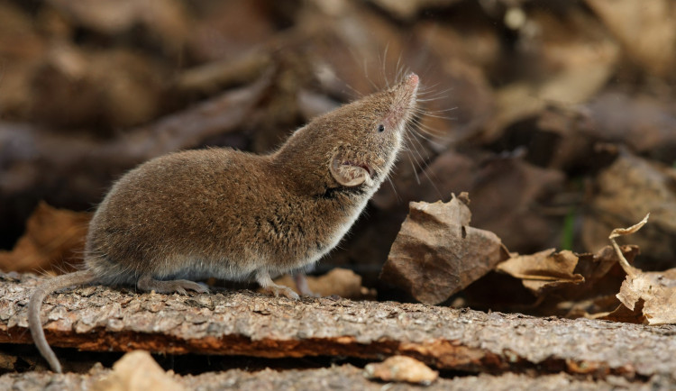 Bělozubka tmavá. Zdroj: Ústav biologie obratlovců Akademie Věd ČR, Matthieu Berroneau