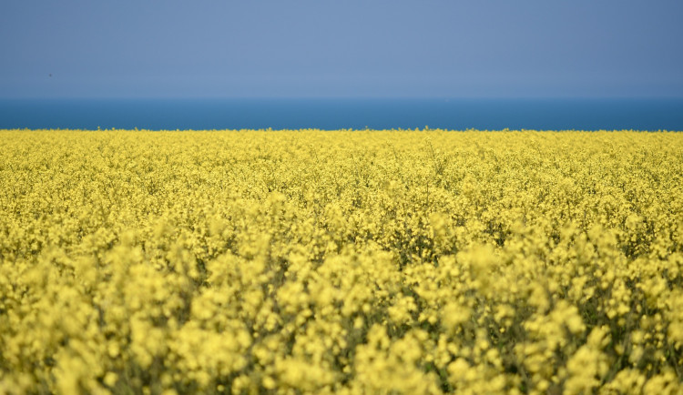 Žlutý zabiják. Řepka každoročně otráví velké množství hladových srn