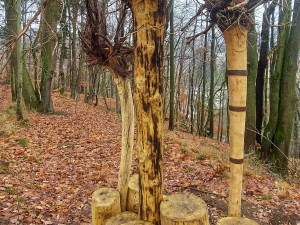 Cenu Karlovarské kraje za ochranu přírody získal Loket za obnovu třešňového sadu
