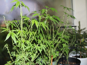 VIDEO: Sourozenci založili rodinný podnik s prodejem heroinu a pervitinu, drogy poslali i známému do vězení