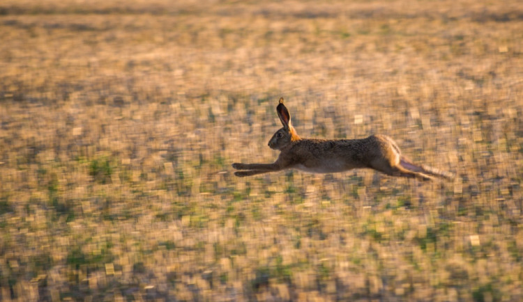 Ode dneška mohou myslivci lovit zajíce, počet ulovených kusů meziročně klesá